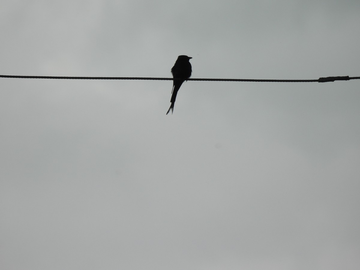 drongo černý - ML642009672