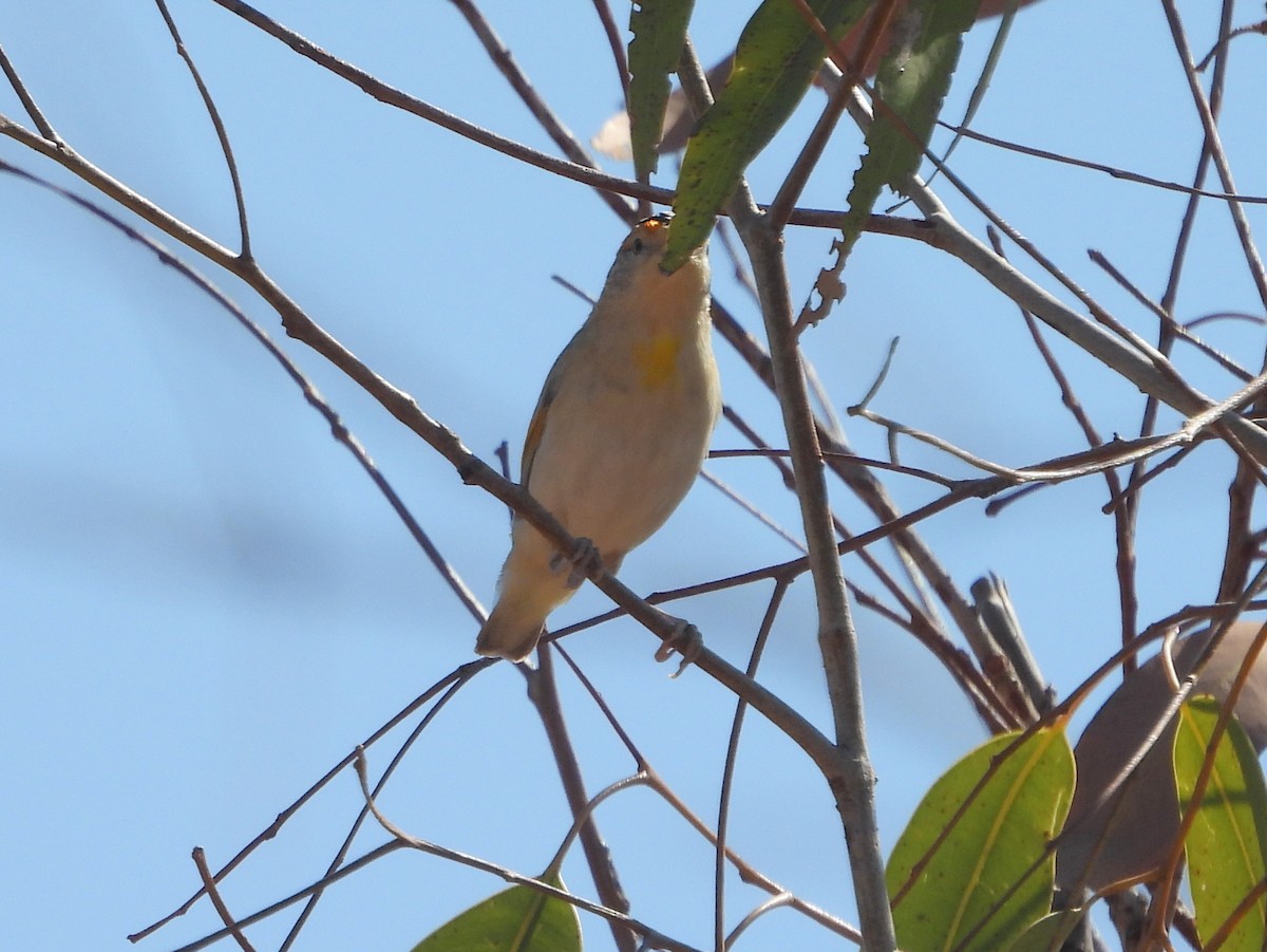 Red-browed Pardalote - ML642009684