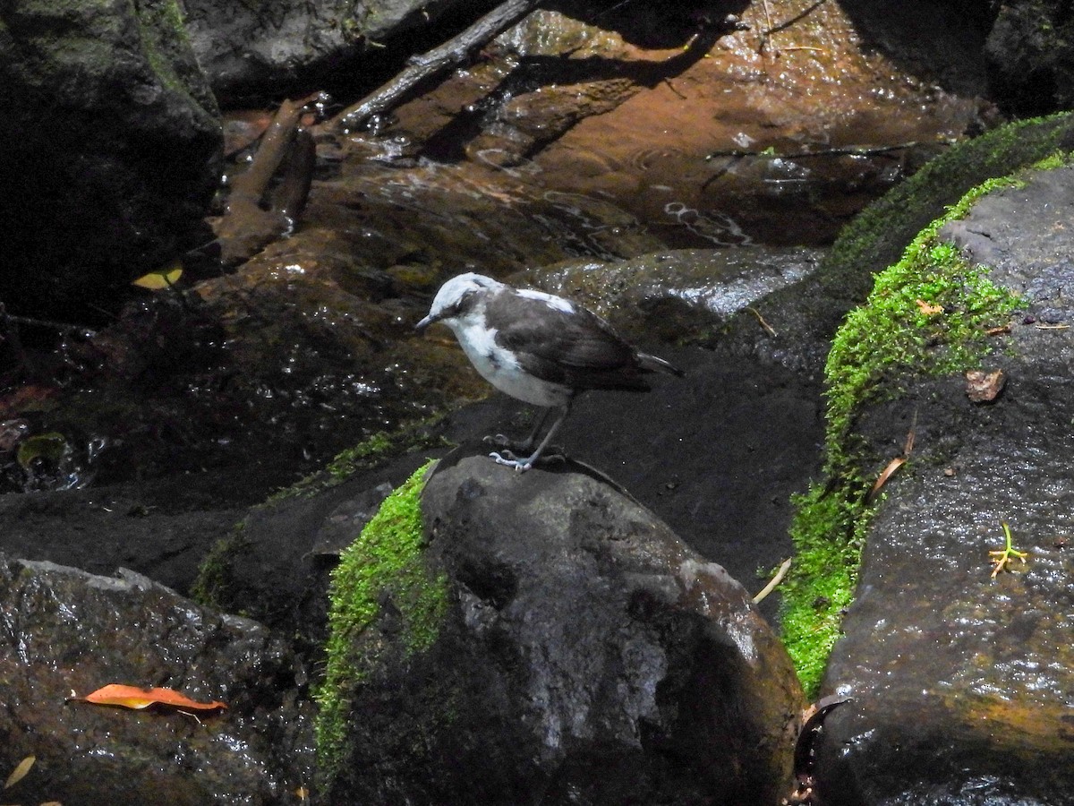White-capped Dipper - ML642009685