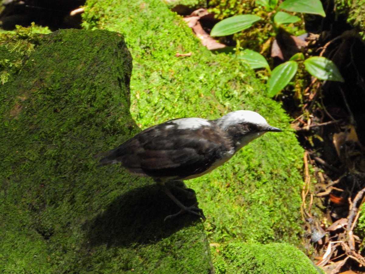 White-capped Dipper - ML642009686