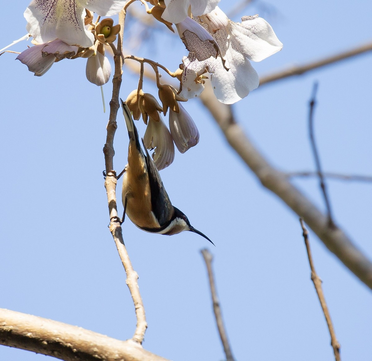 Eastern Spinebill - ML642009696
