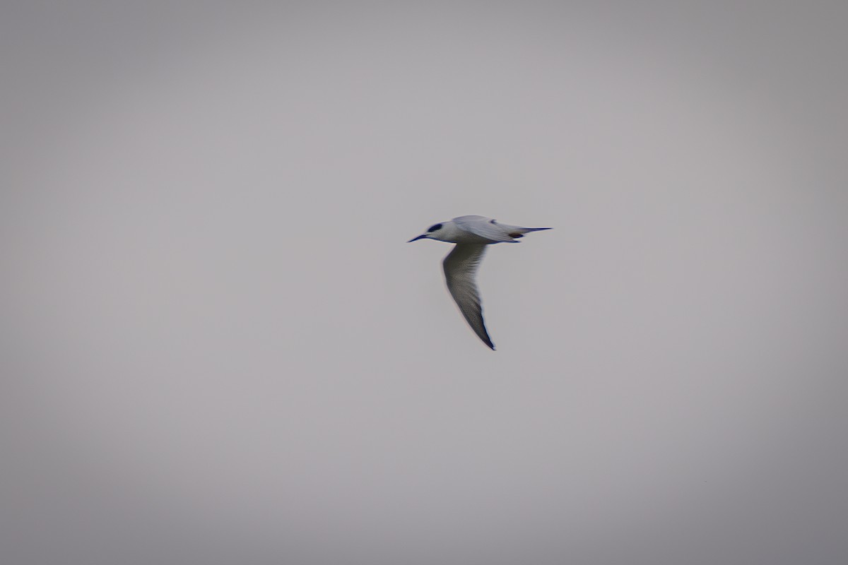 Forster's Tern - ML642009701