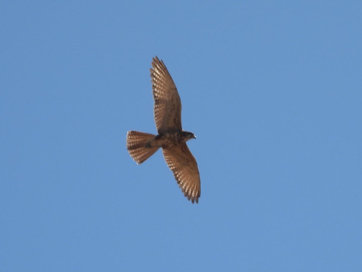 Brown Falcon - ML642009703