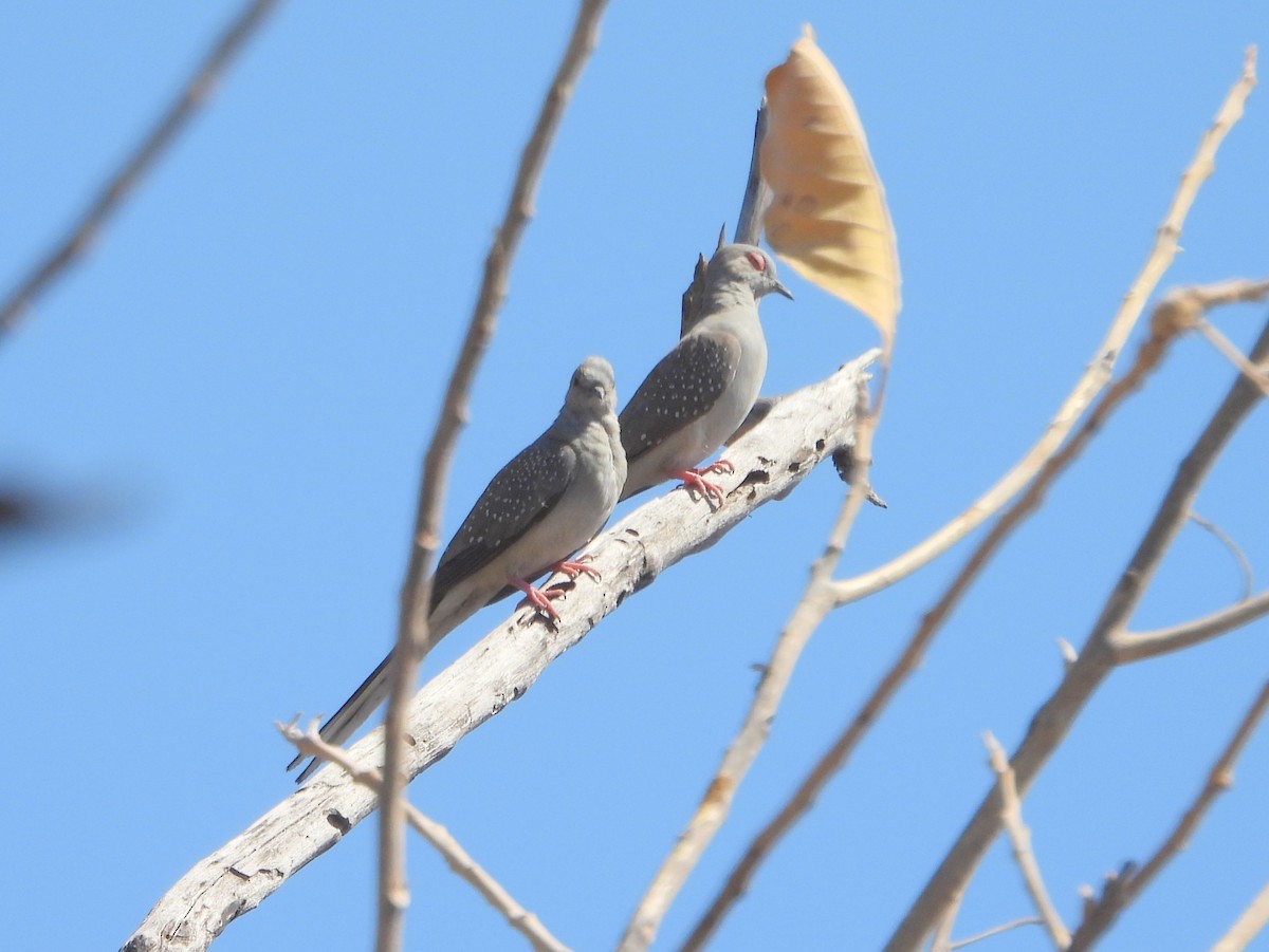 Diamond Dove - ML642009715