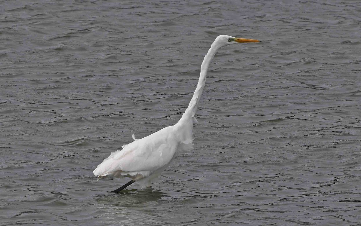 Koartza zuria (eurasiarra) - ML642009721