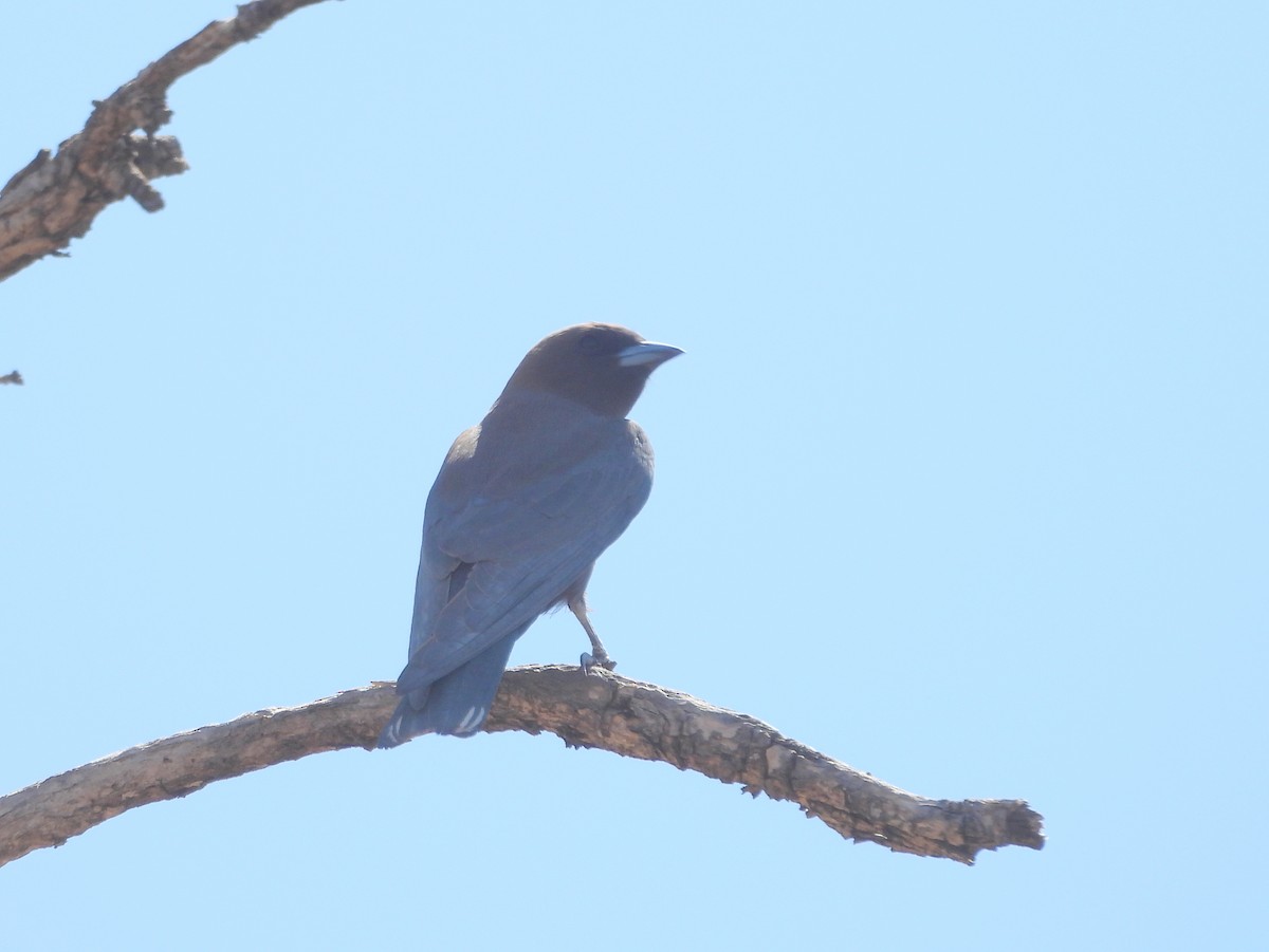 Little Woodswallow - ML642009731
