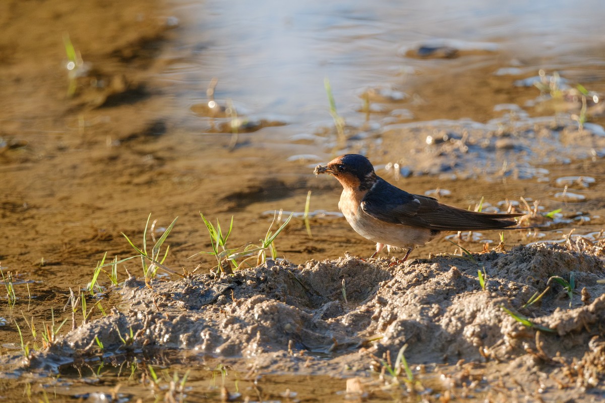Welcome Swallow - ML642009733