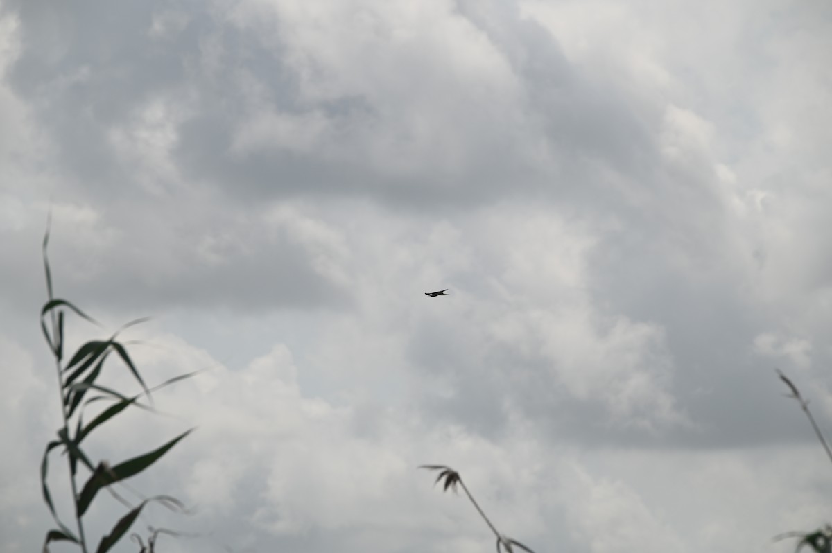 European Bee-eater - ML642009749