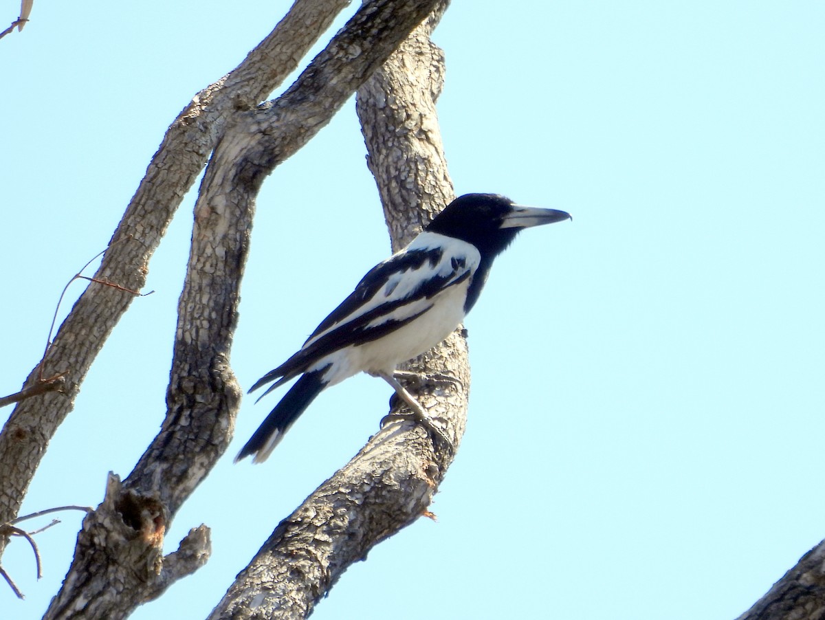 Pied Butcherbird - ML642009755