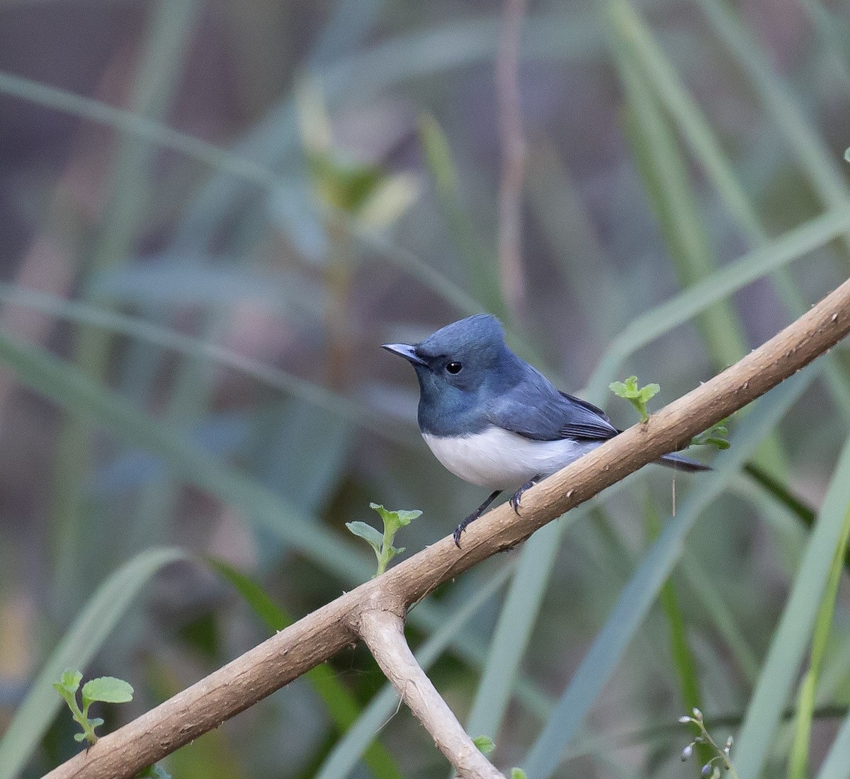 Leaden Flycatcher - ML642009758