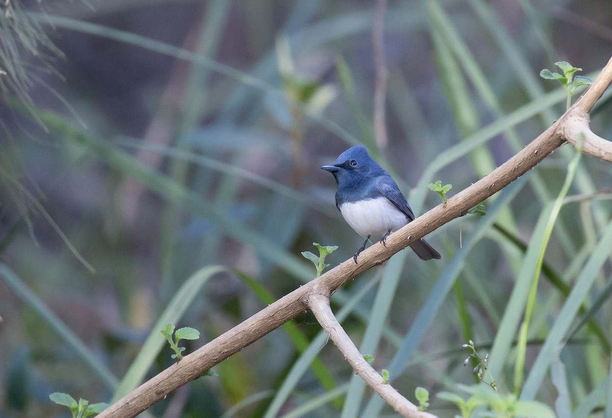 Leaden Flycatcher - ML642009759