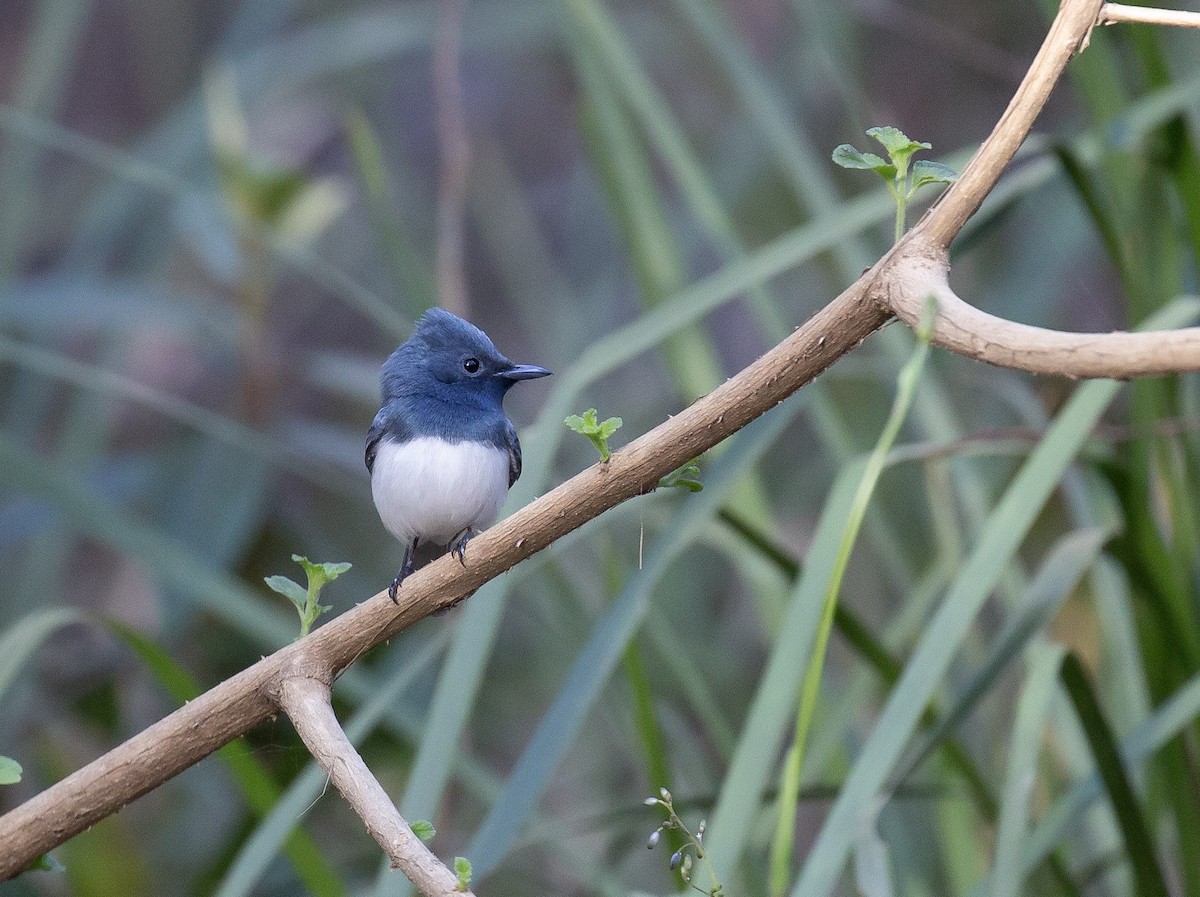 Leaden Flycatcher - ML642009760