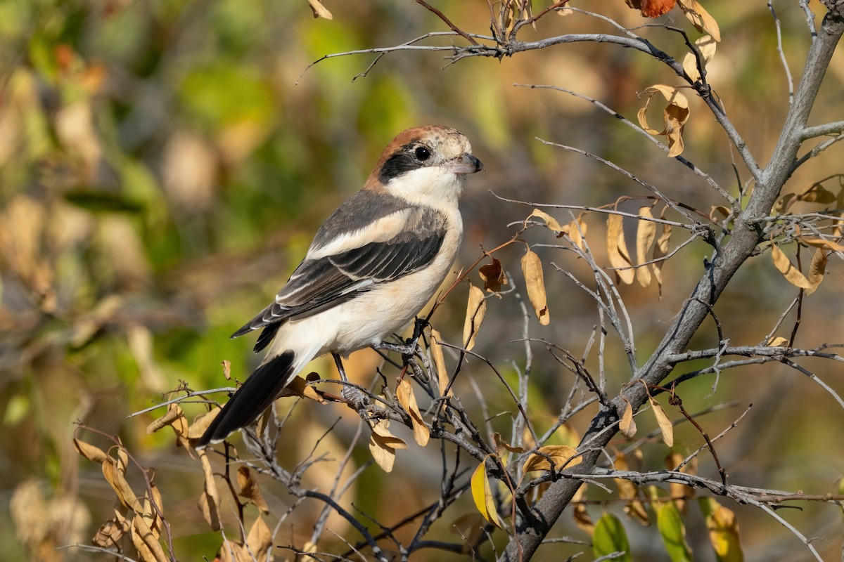 Woodchat Shrike - ML642009766