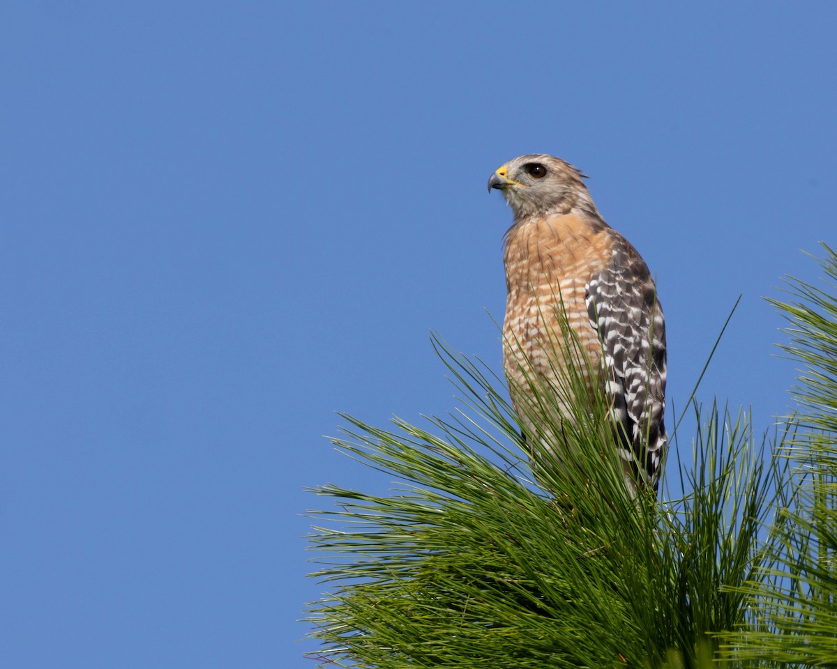 Red-shouldered Hawk - ML642009767