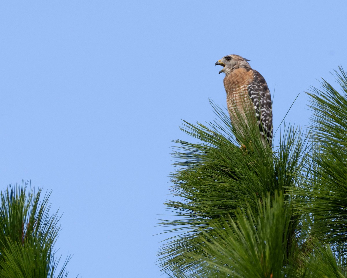 Red-shouldered Hawk - ML642009768