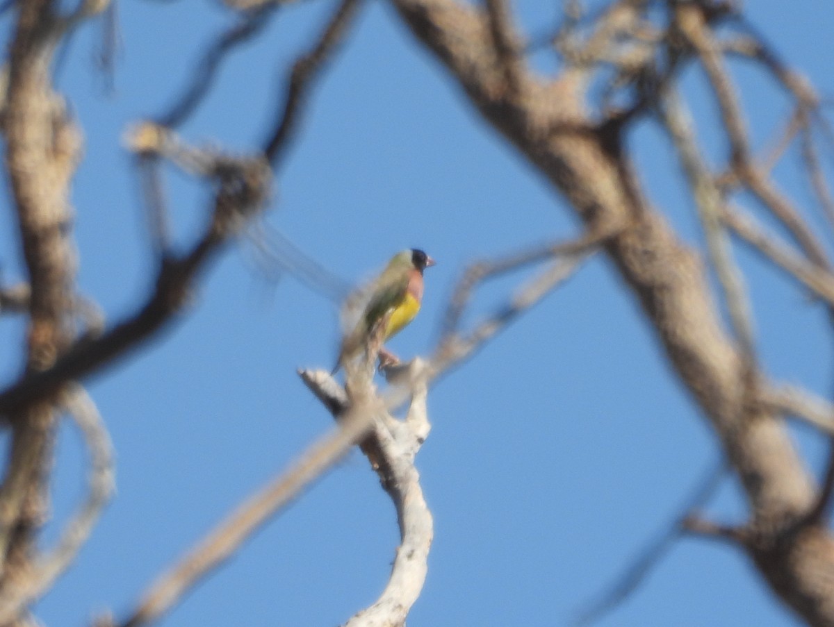 Gouldian Finch - ML642009769
