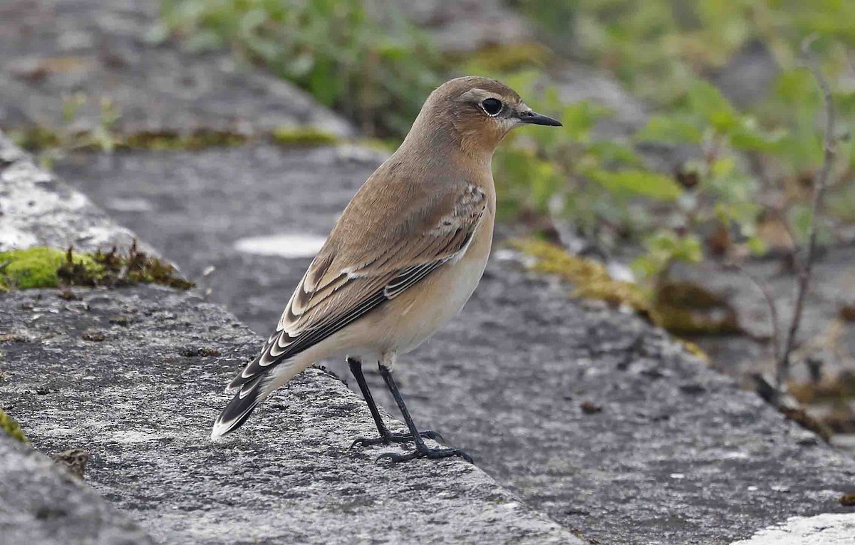 Northern Wheatear (Eurasian) - ML642009771