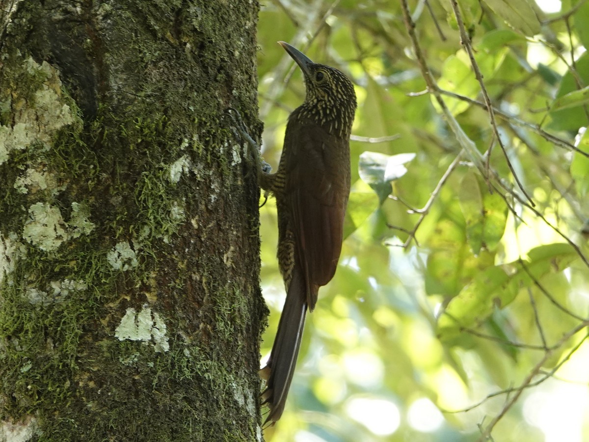 Black-banded Woodcreeper - ML642009775