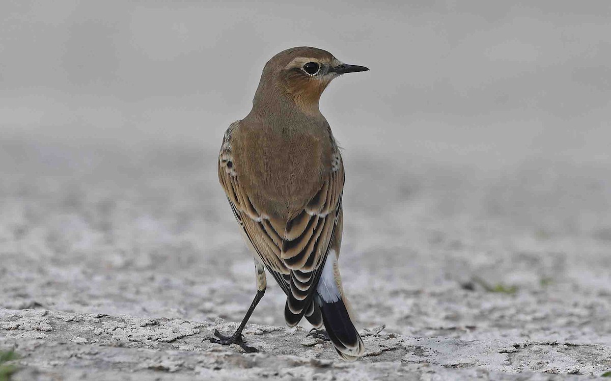 Northern Wheatear (Eurasian) - ML642009776