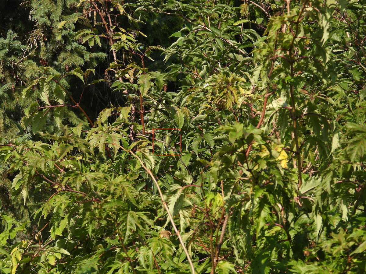 Ruby-throated Hummingbird - ML642009777