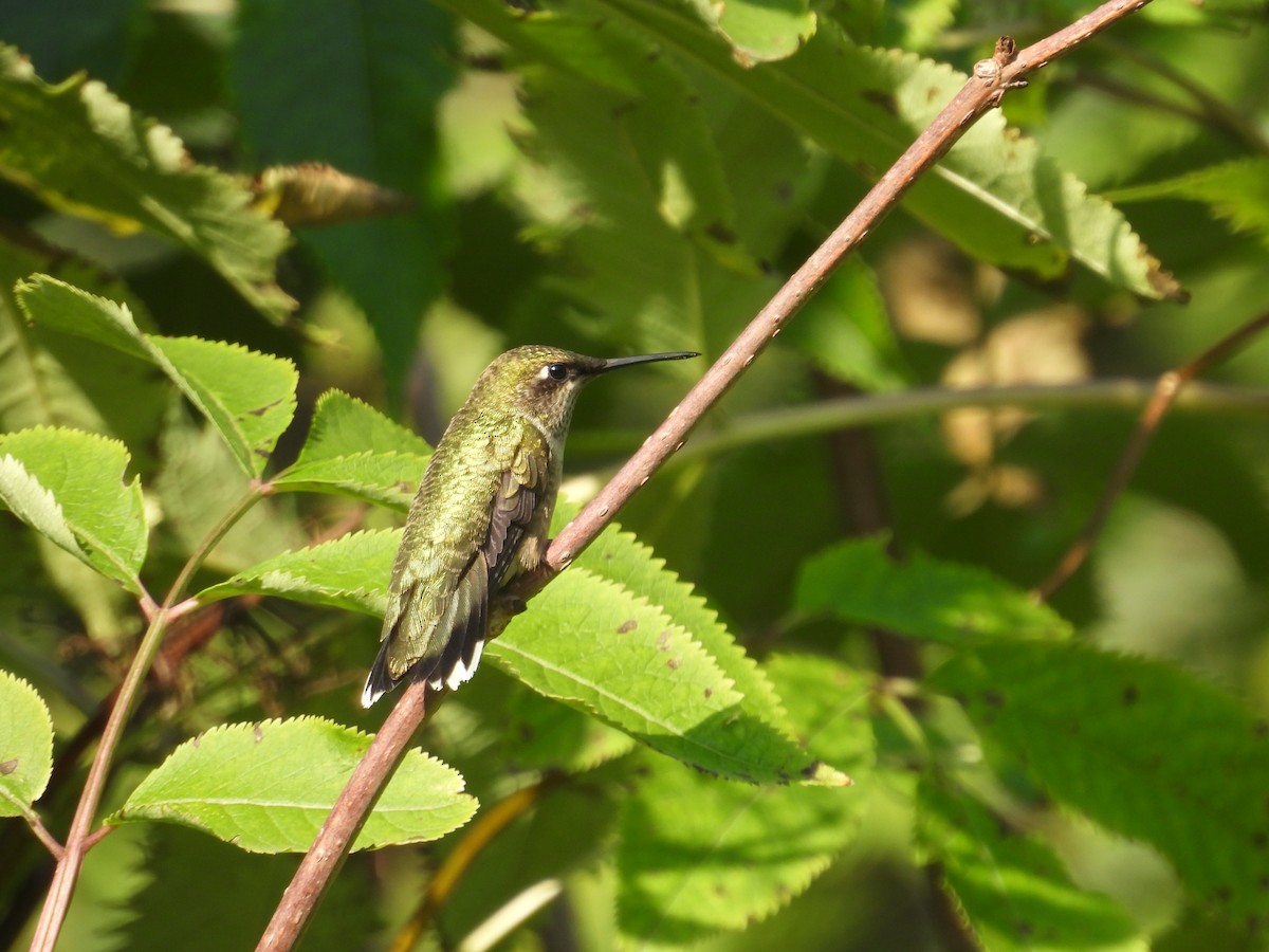 Ruby-throated Hummingbird - ML642009778