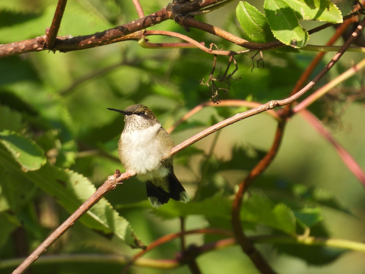 Ruby-throated Hummingbird - ML642009779