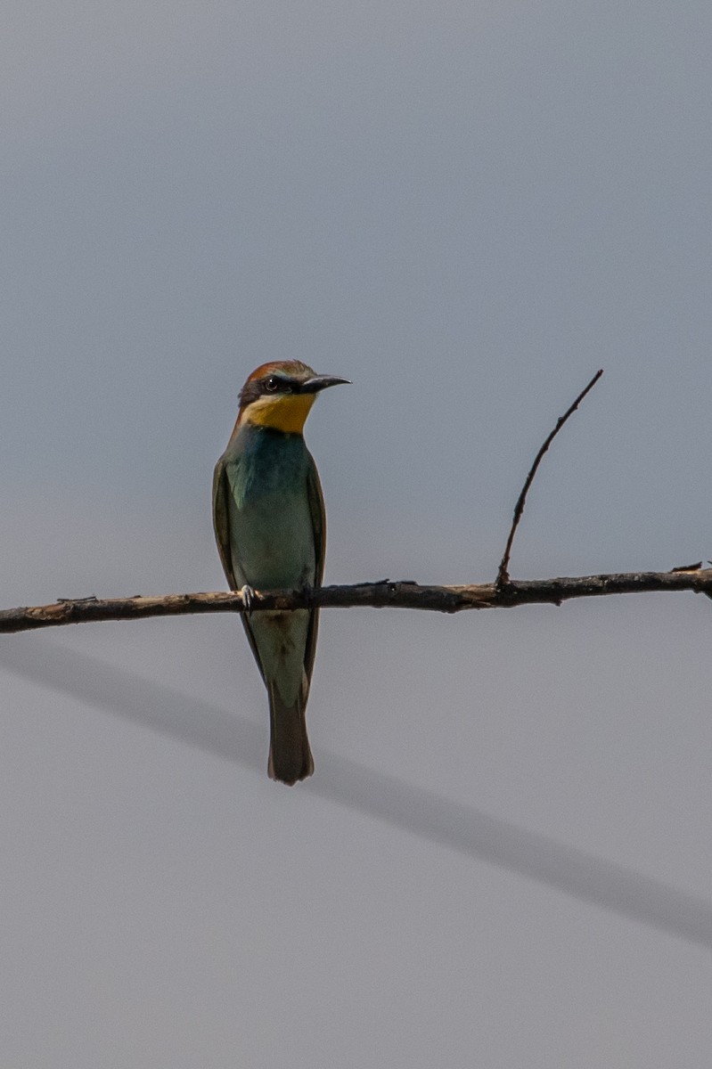 European Bee-eater - ML642009785