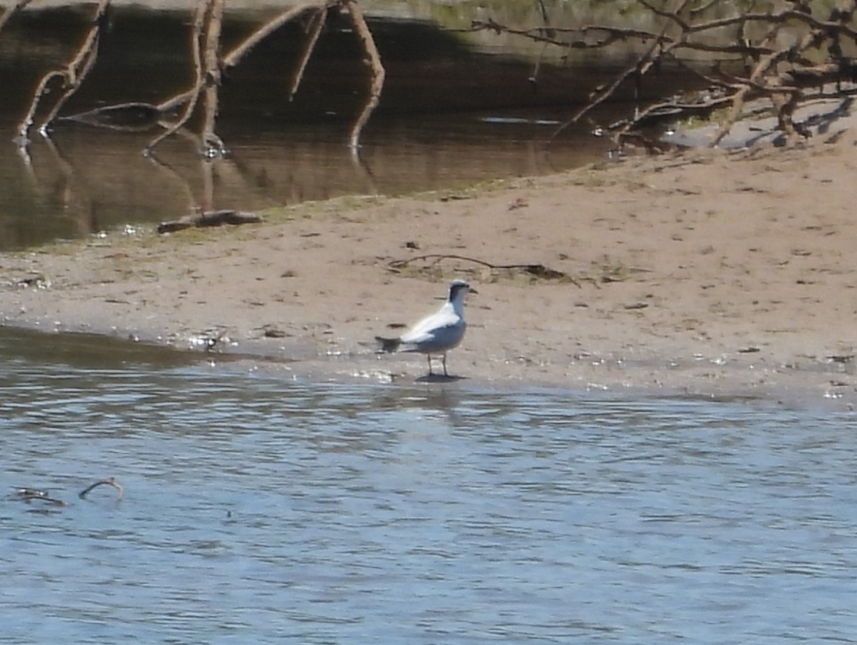 Australian Tern - ML642009811
