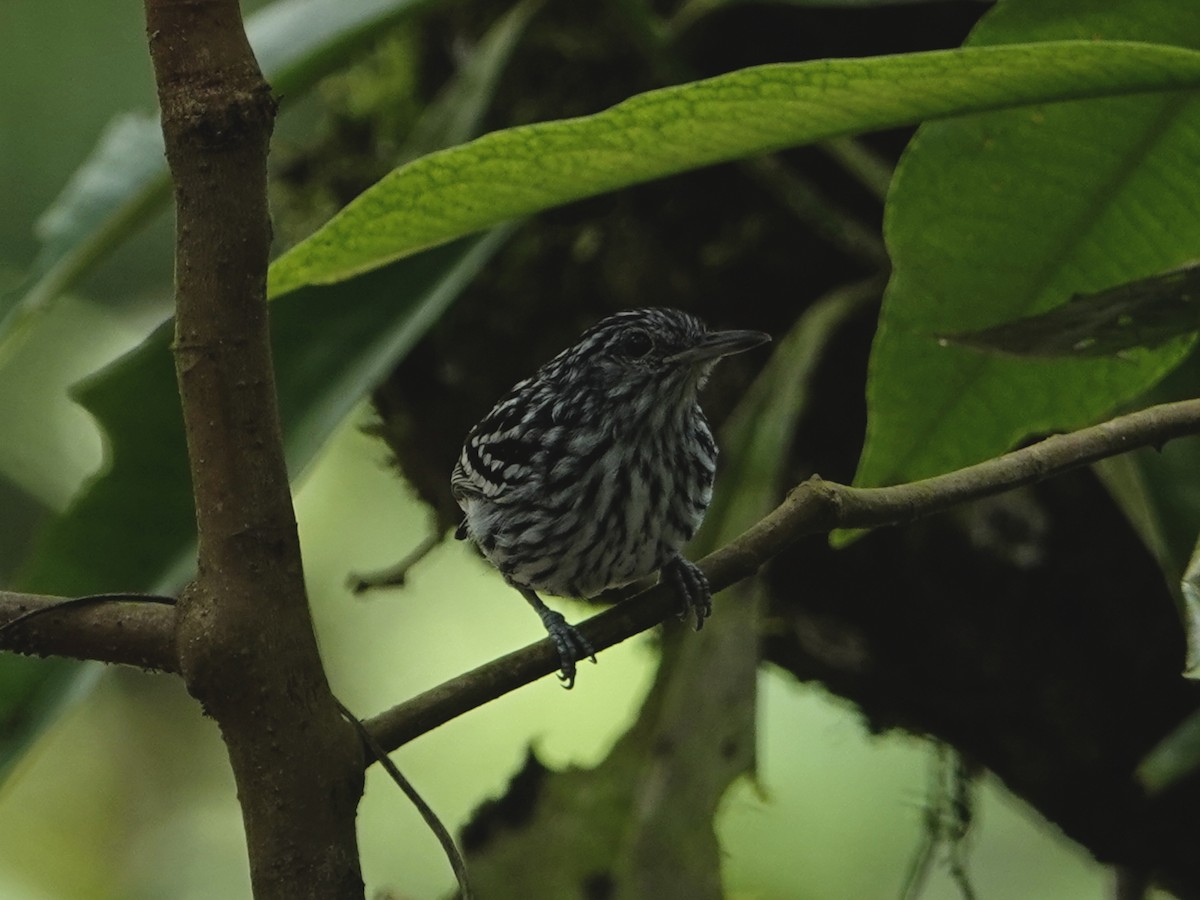 Amazonian Streaked-Antwren - ML642009812