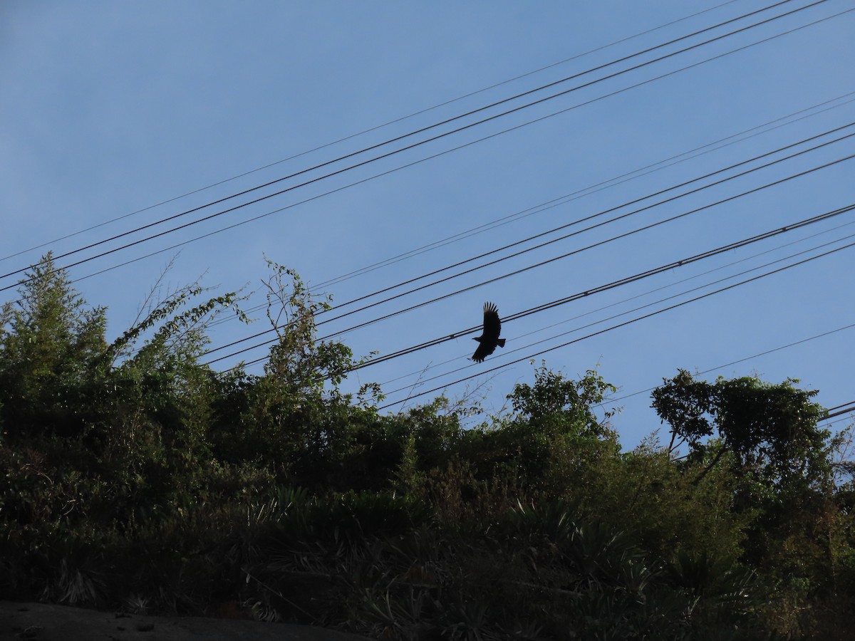 Black Vulture - ML642009826