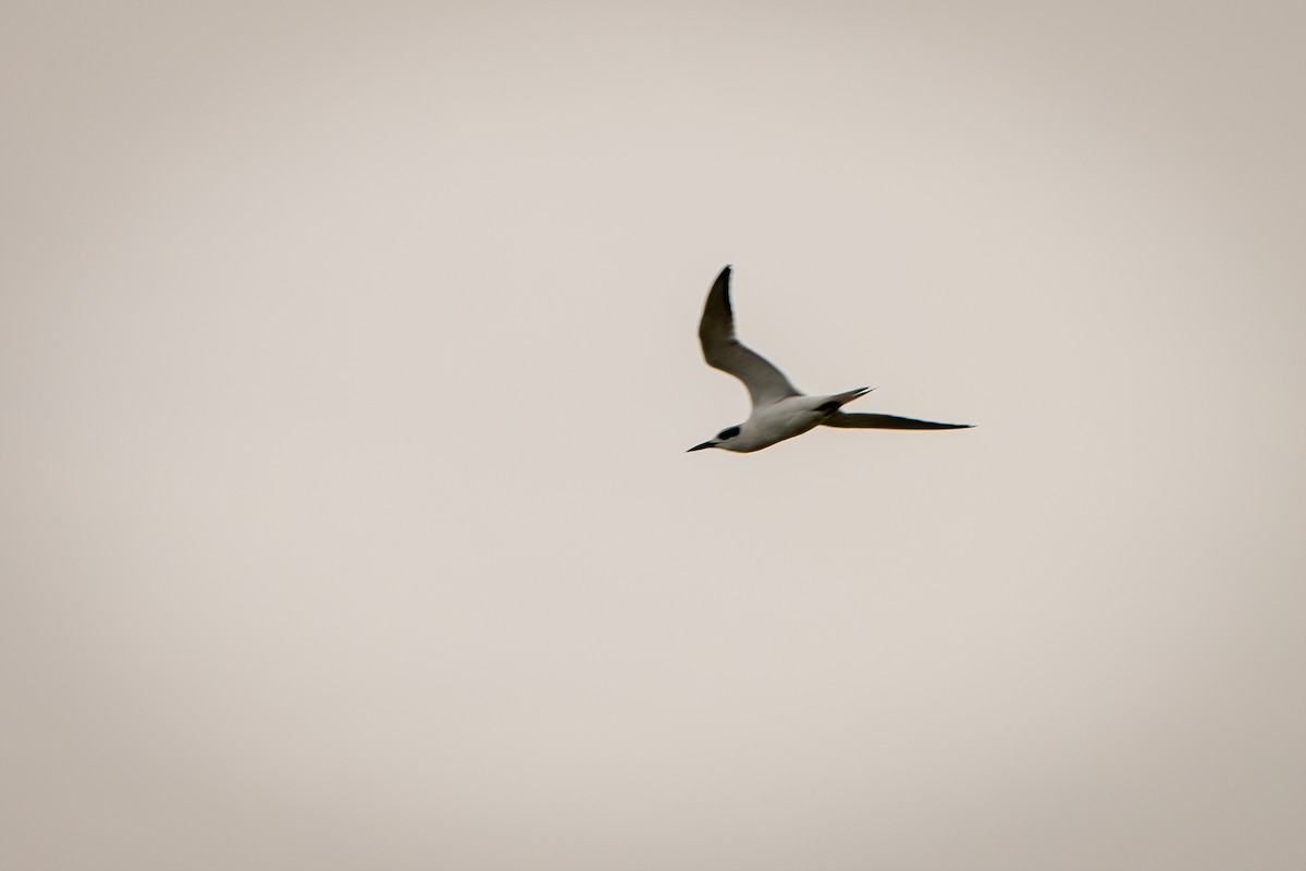 Forster's Tern - ML642009829