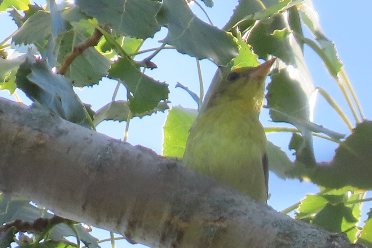 Scarlet Tanager - ML642009833