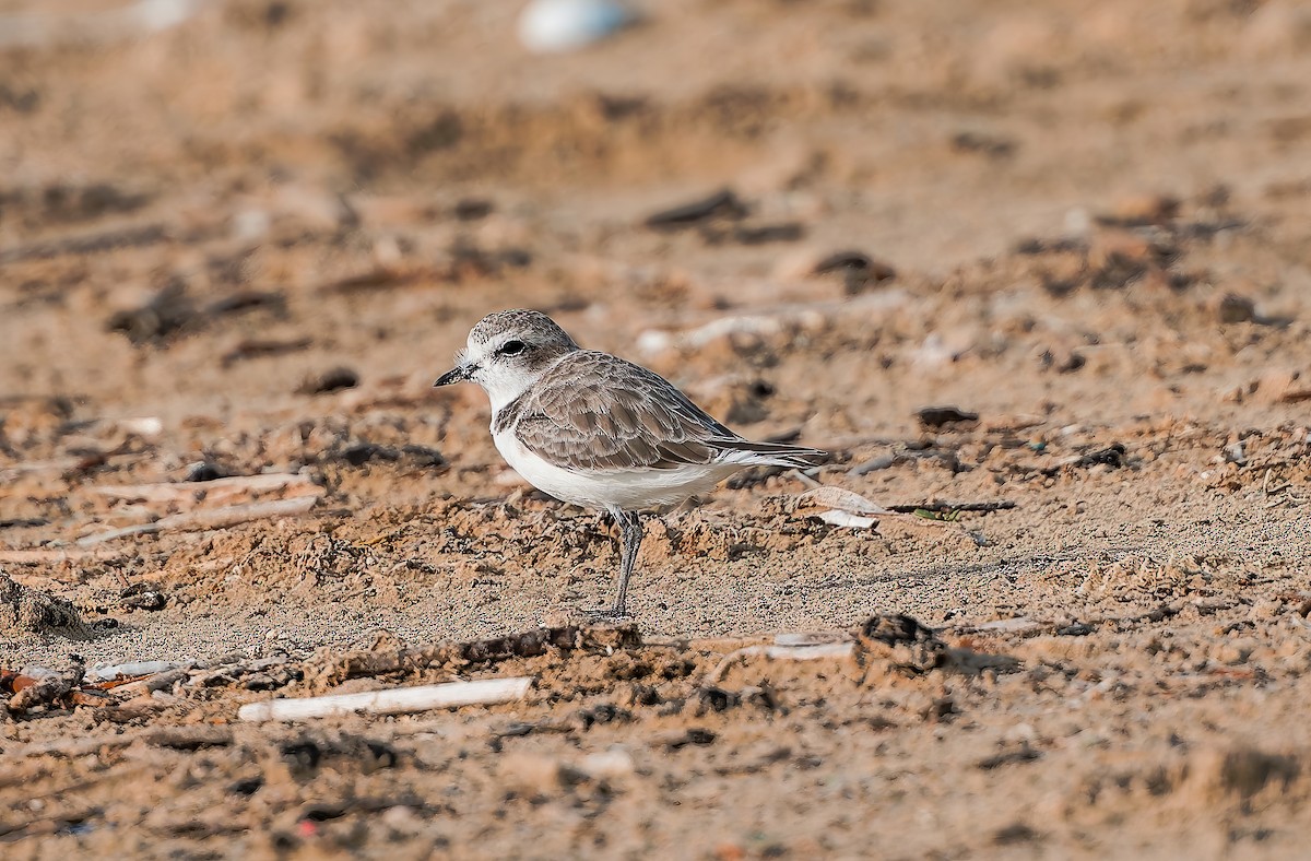 Snowy Plover - ML642009834