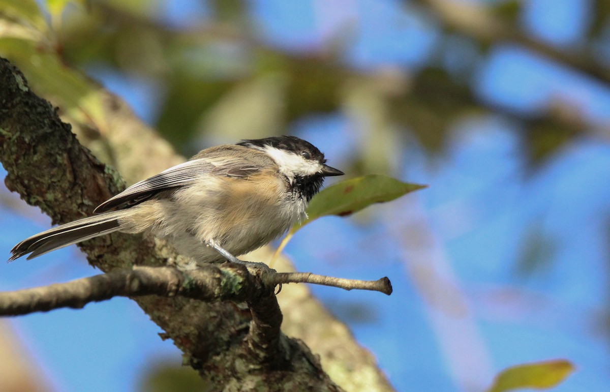 Black-capped Chickadee - ML642009872