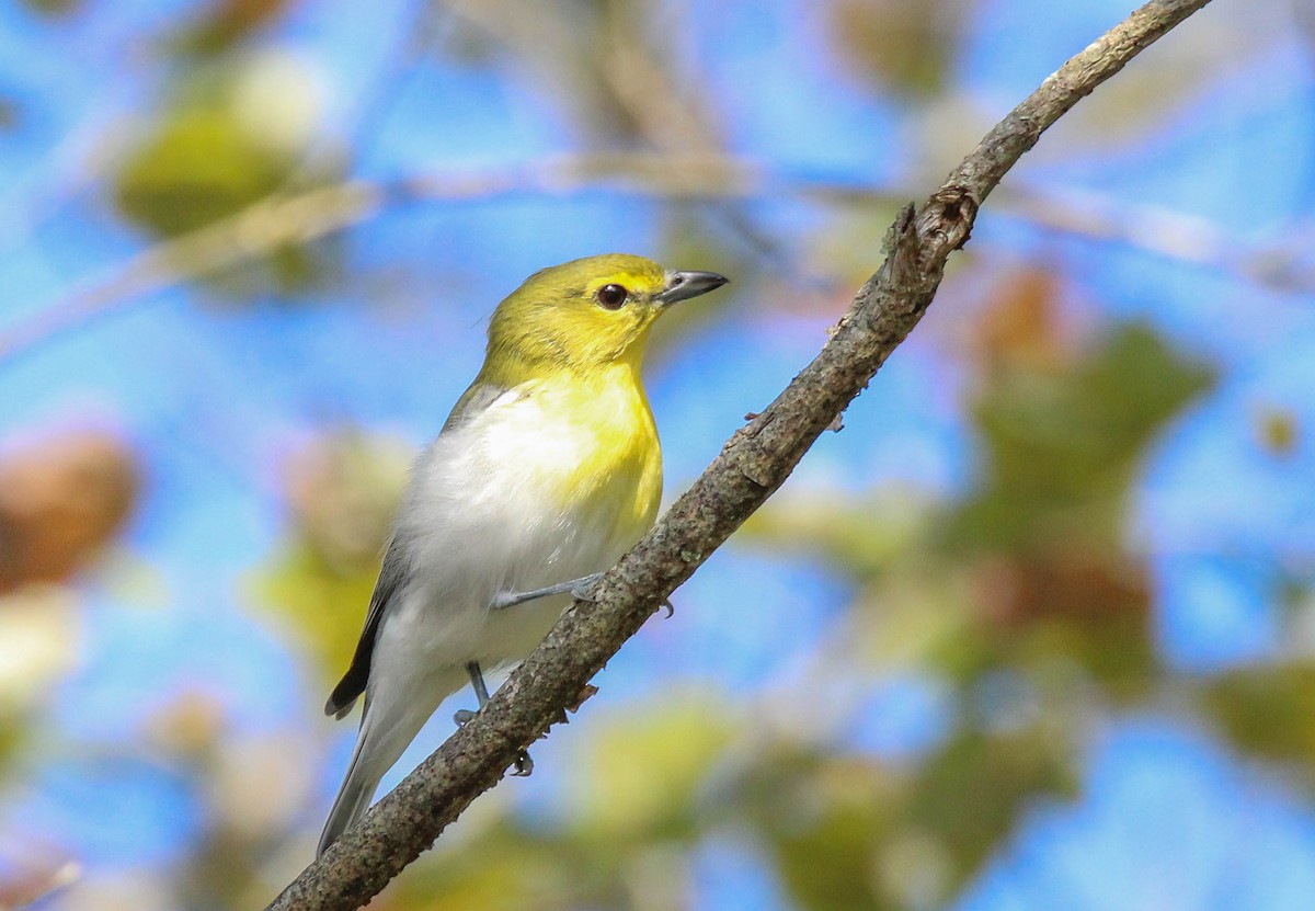 Yellow-throated Vireo - ML642009875