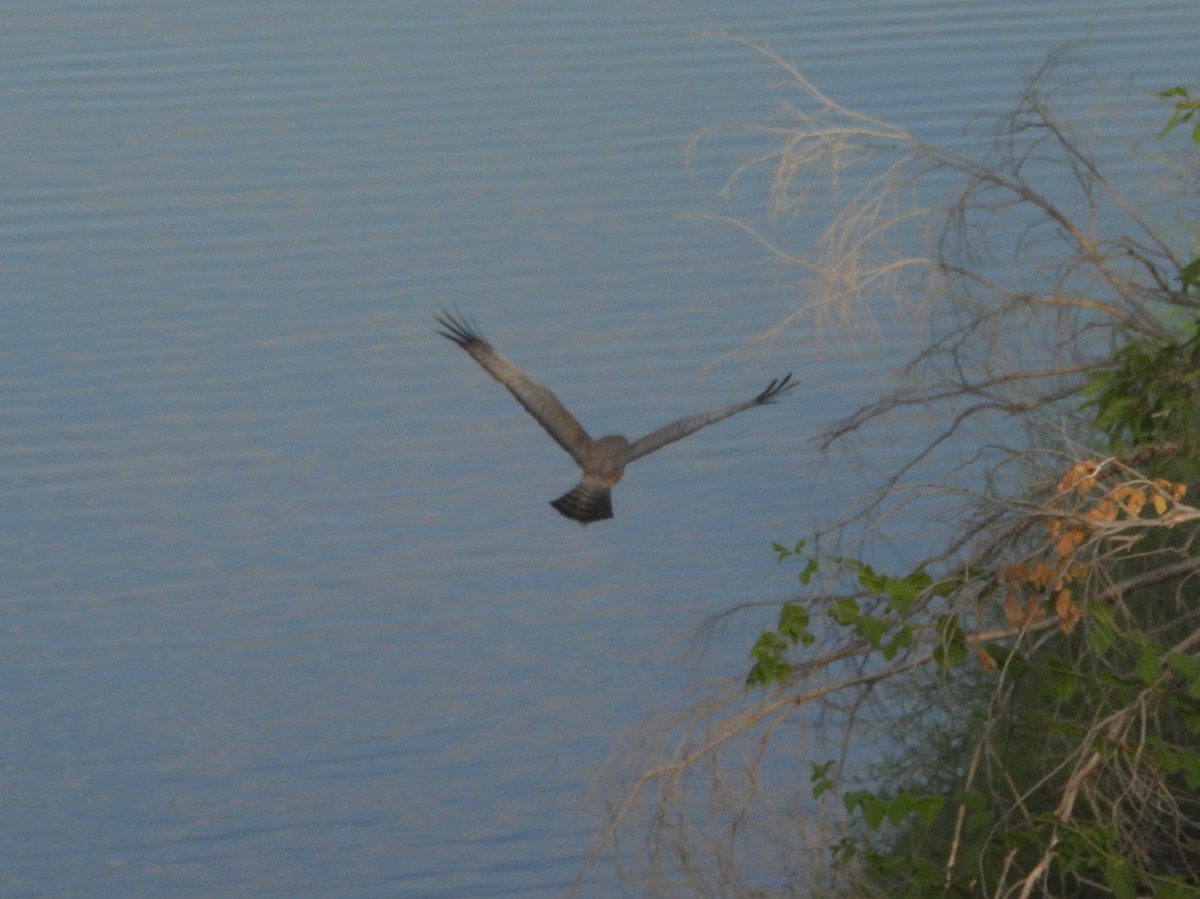 Spotted Harrier - ML642009882