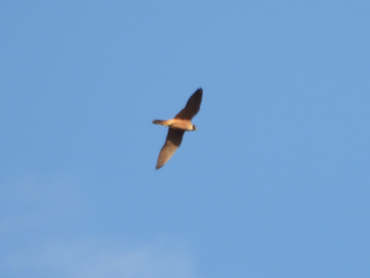 Australian Hobby - ML642009890