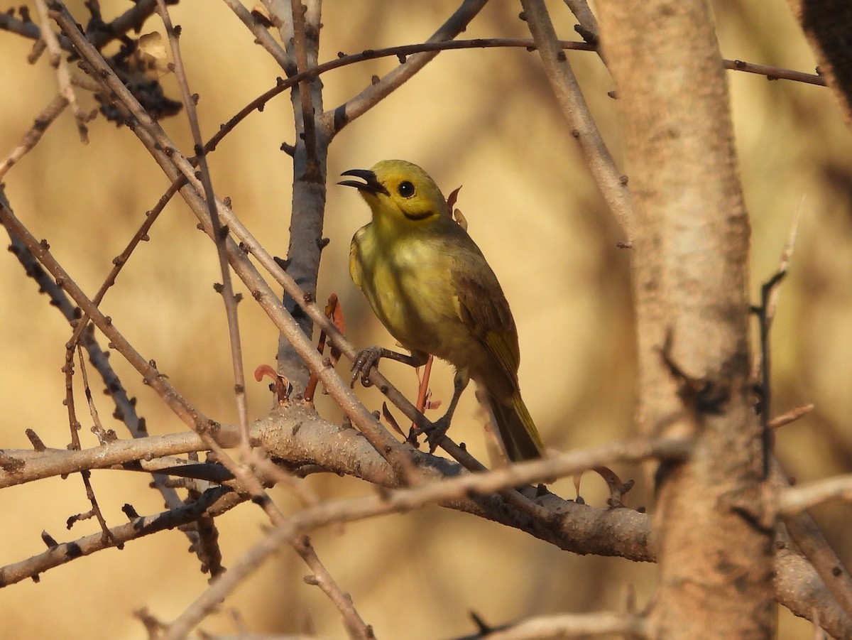 Yellow-tinted Honeyeater - ML642009899