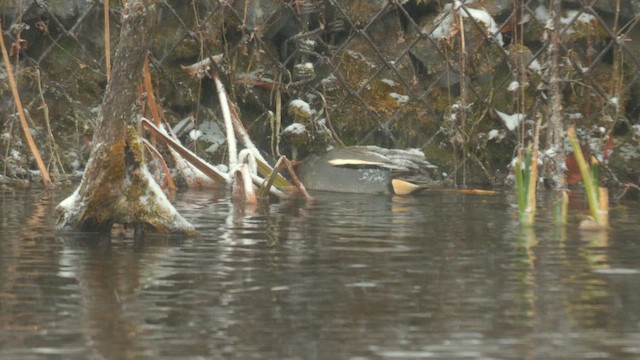 Green-winged Teal (Eurasian) - ML642009917