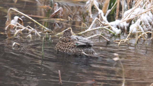 Green-winged Teal (Eurasian) - ML642009918