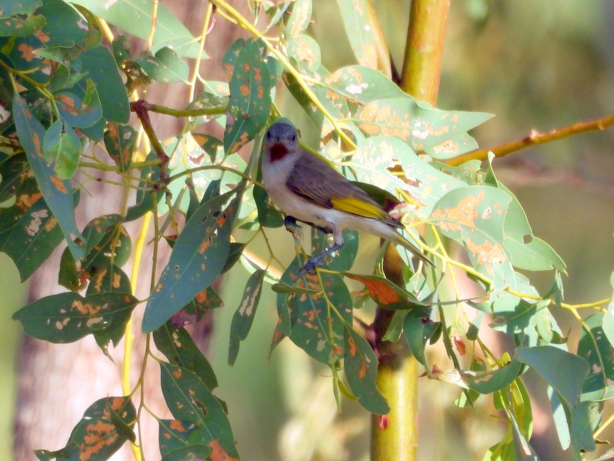 Rufous-throated Honeyeater - ML642009922