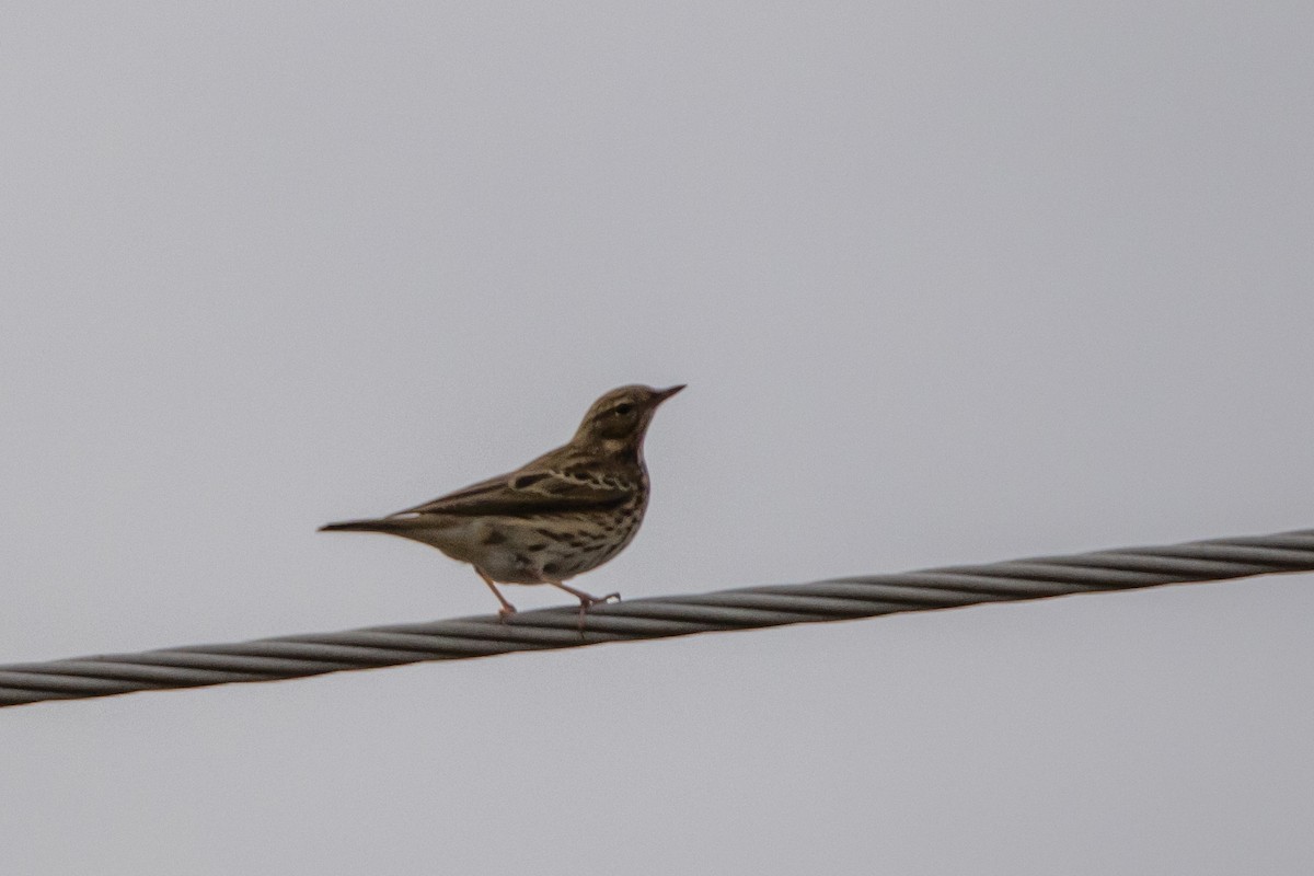 Tree Pipit - ML642009923
