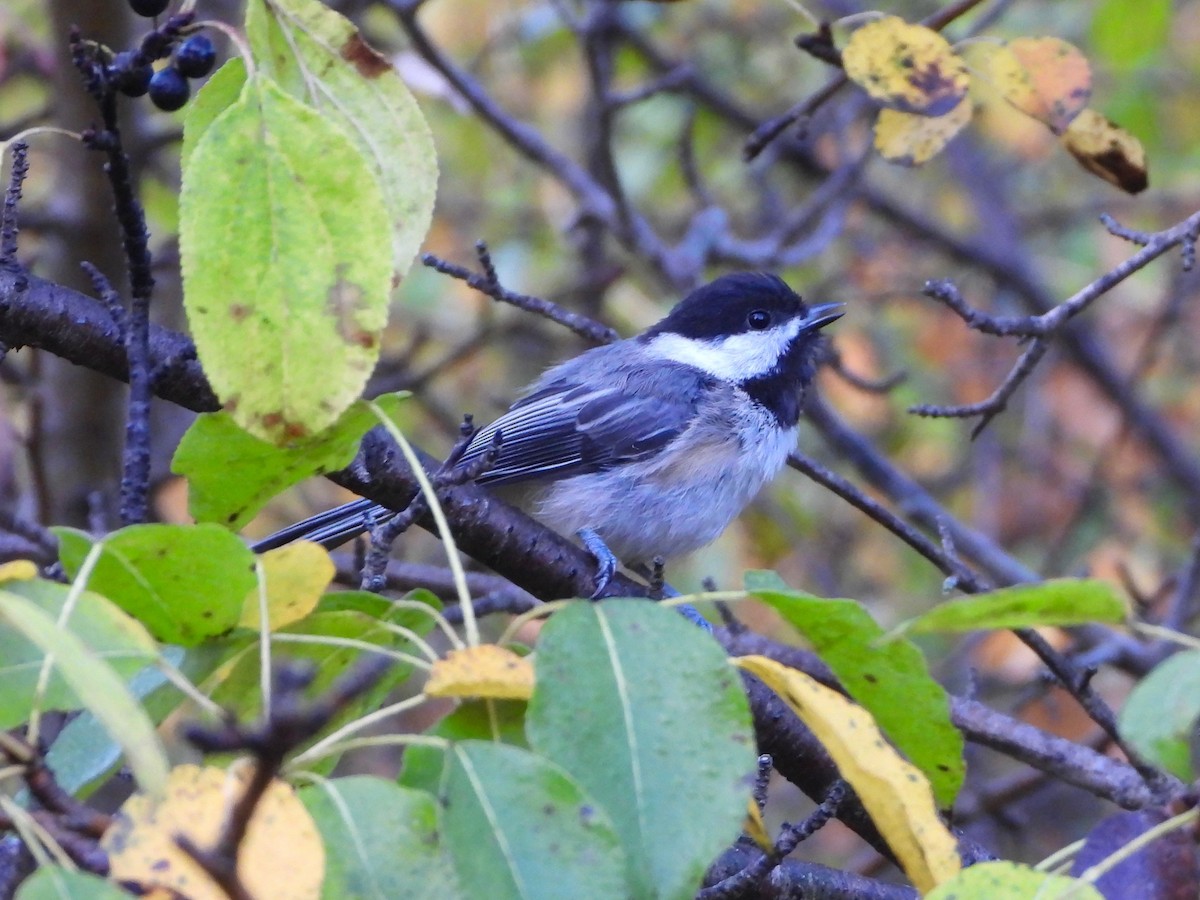Black-capped Chickadee - ML642009937