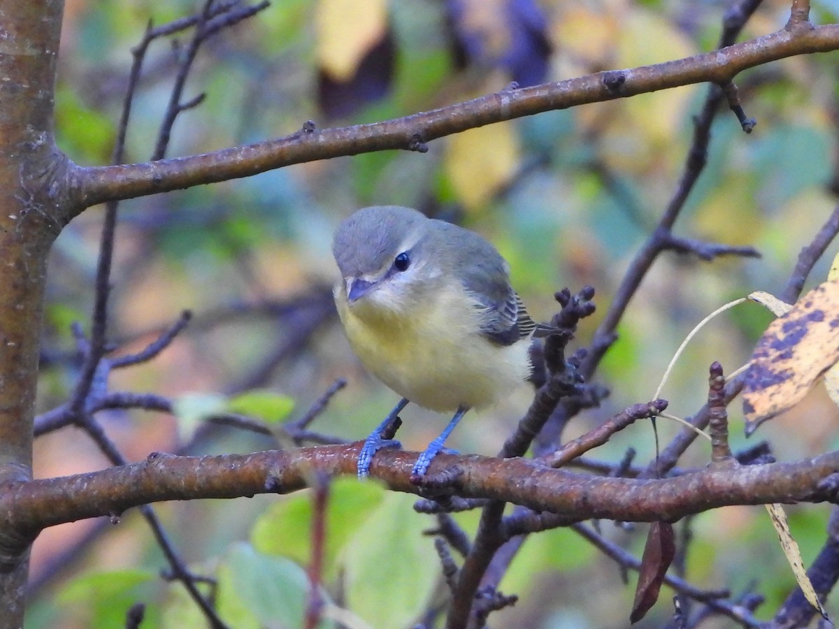 Philadelphia Vireo - ML642009939