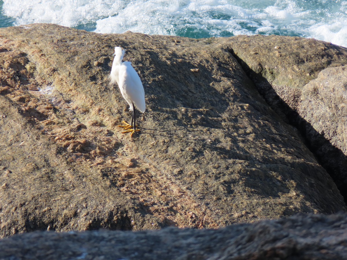 Snowy Egret - ML642009940