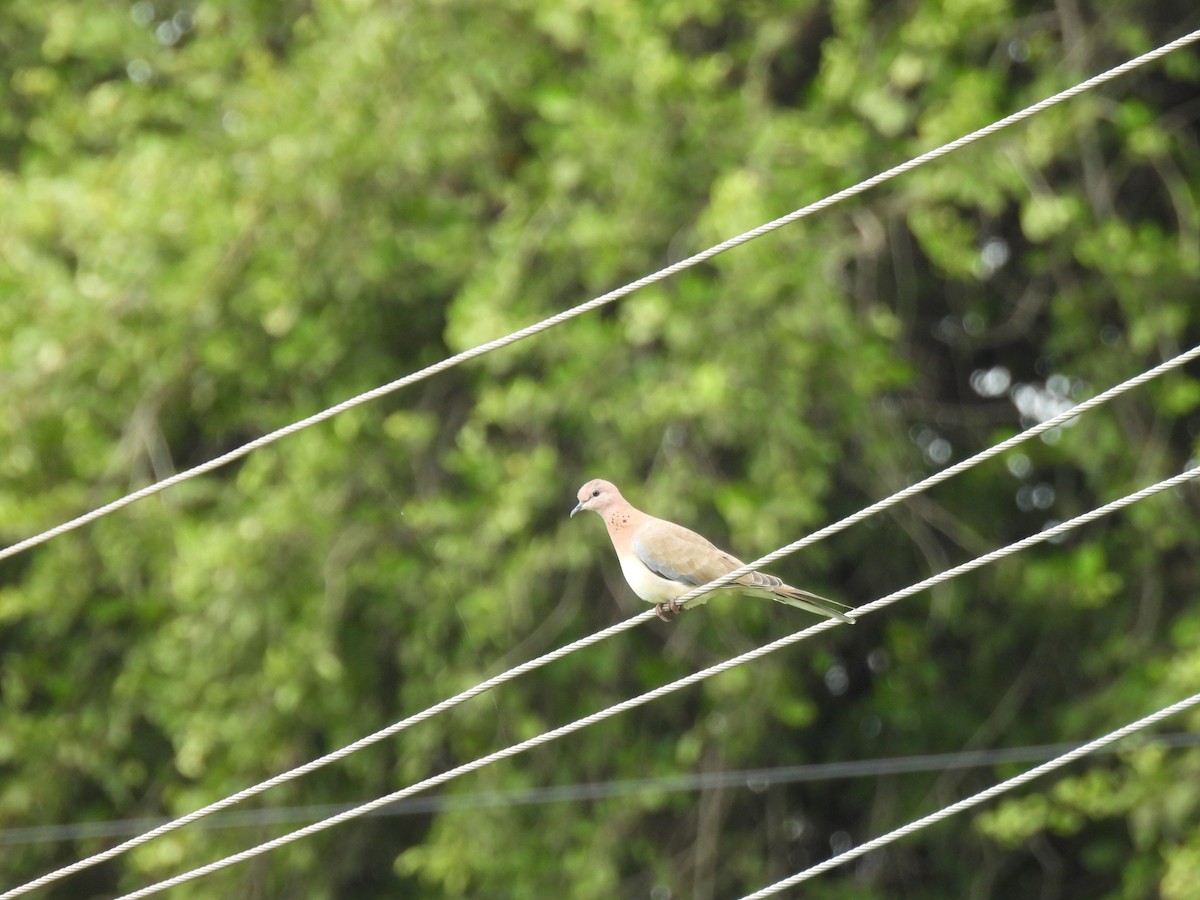 Laughing Dove - ML642009941
