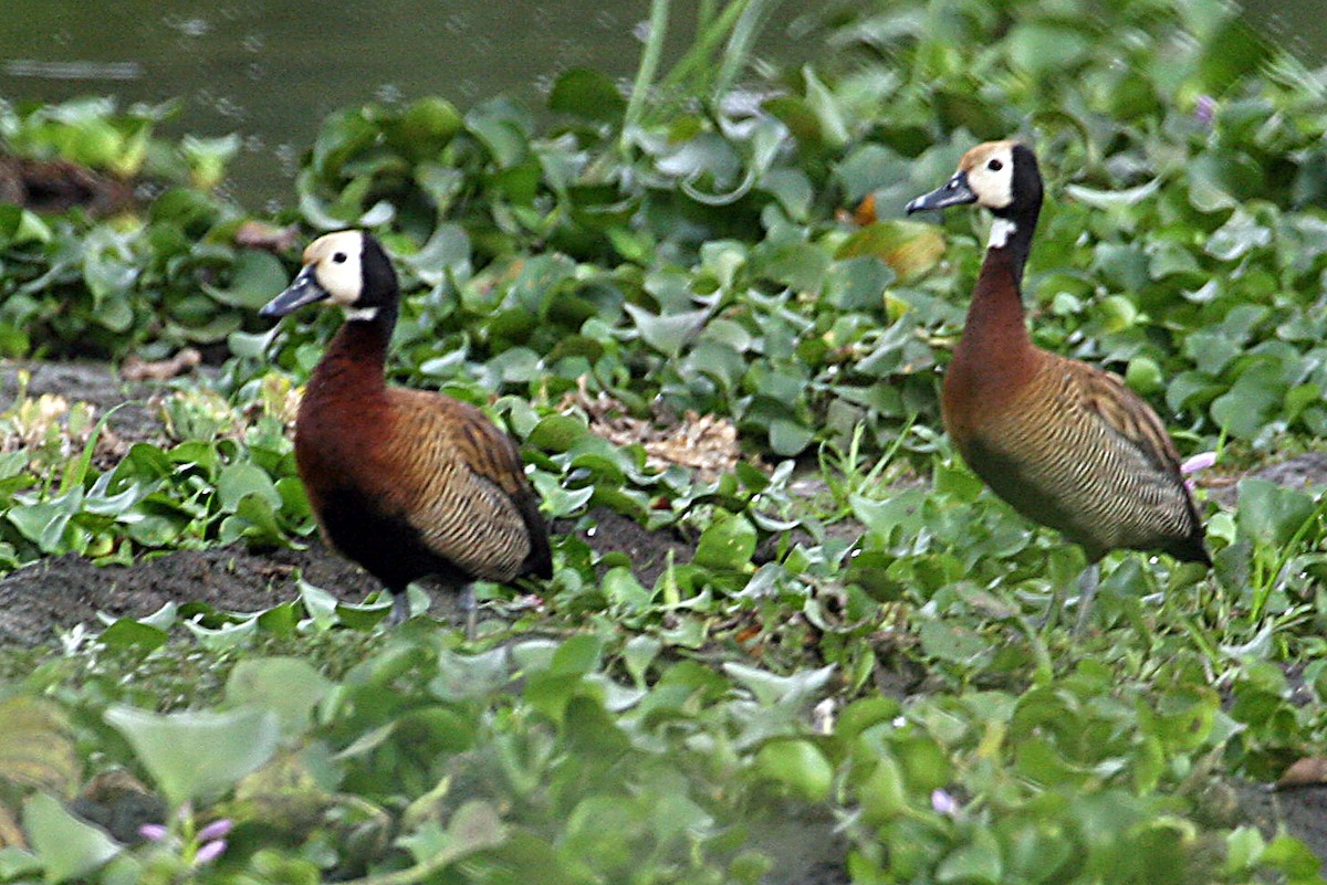White-faced Whistling-Duck - ML642009942