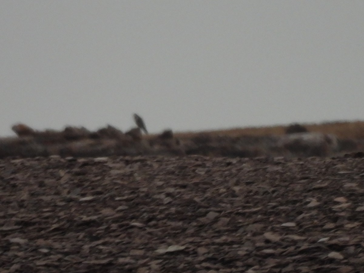 Common Raven - ML642009943