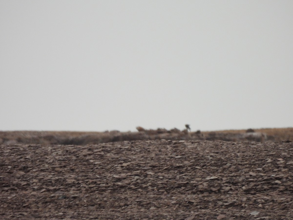 Common Raven - ML642009944