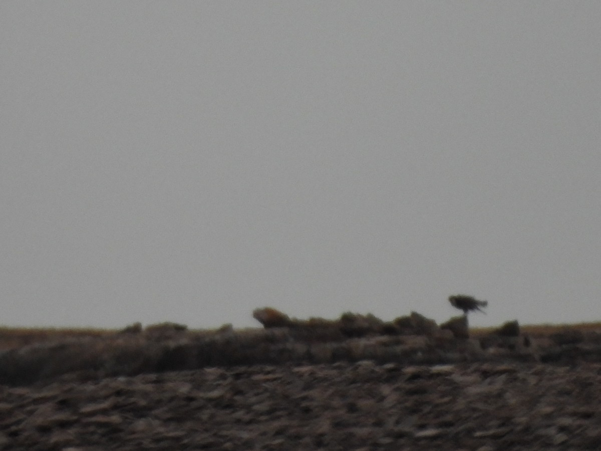 Common Raven - ML642009945